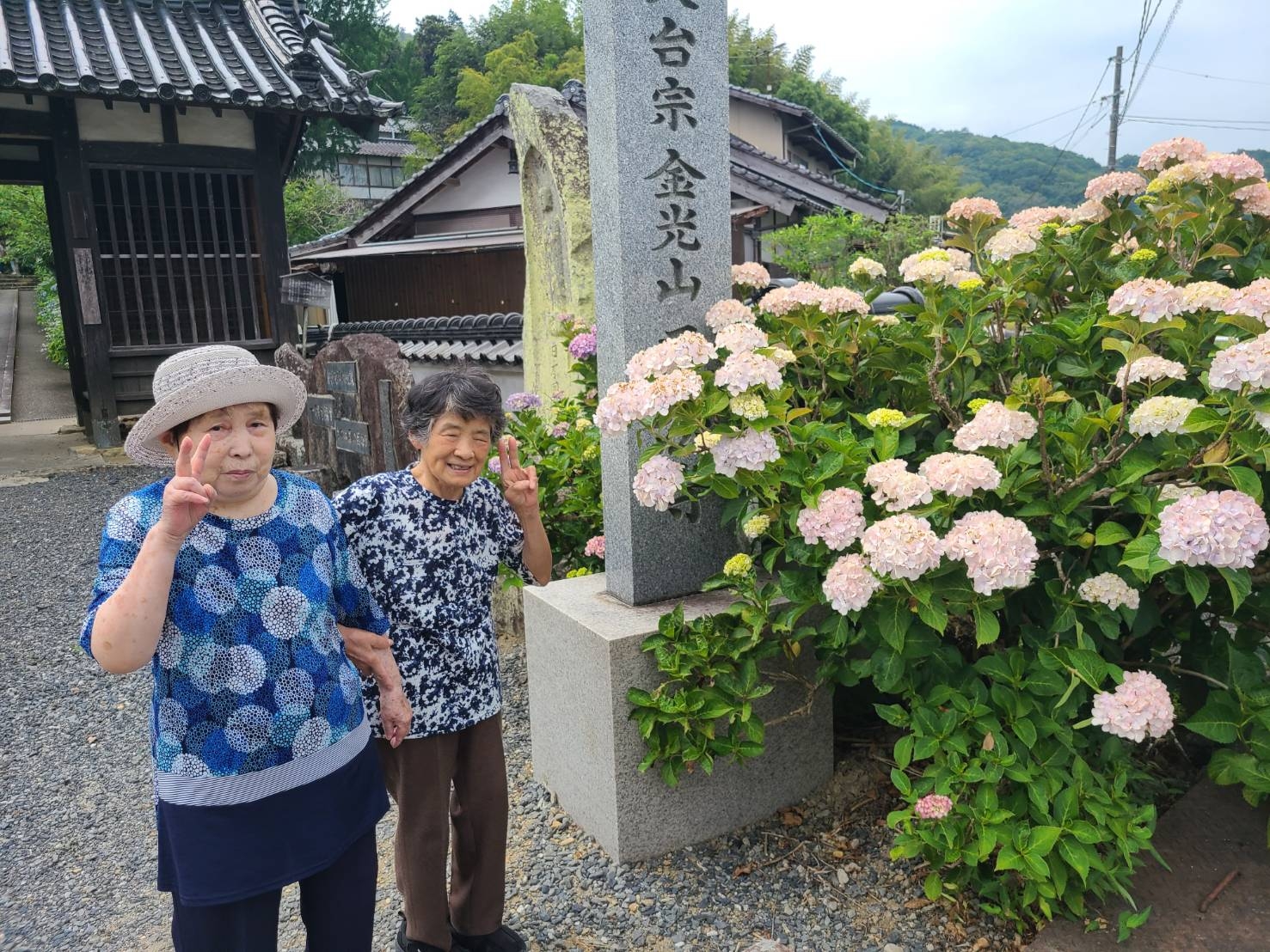 紫陽花鑑賞へ