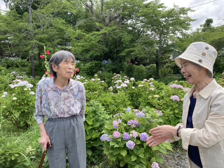 紫陽花鑑賞へ