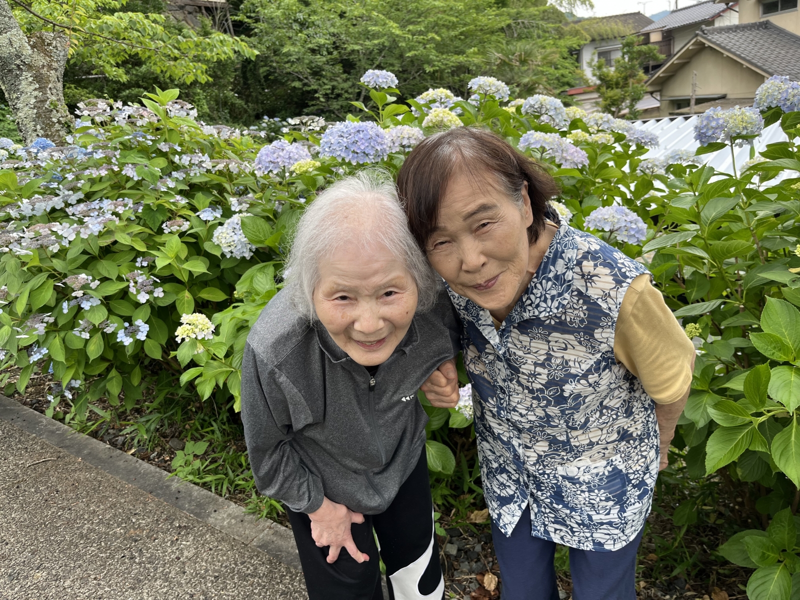 紫陽花鑑賞へ