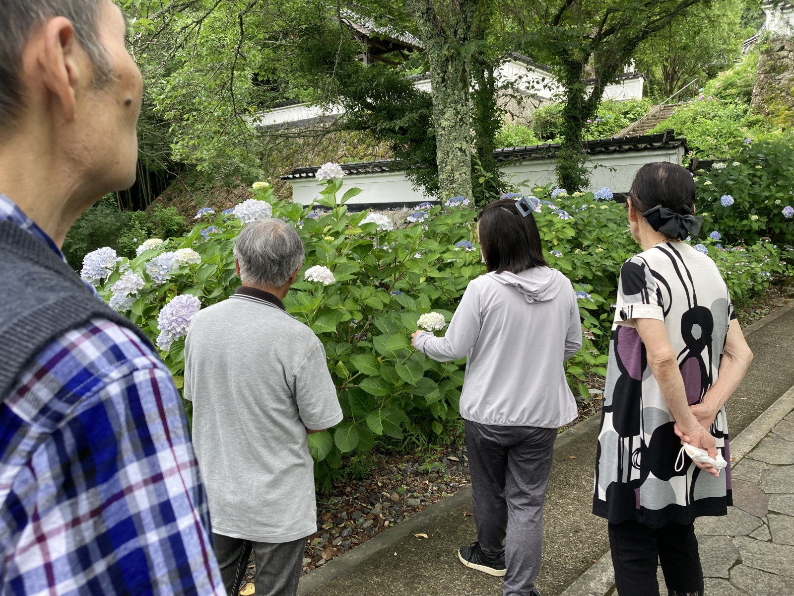 紫陽花鑑賞へ