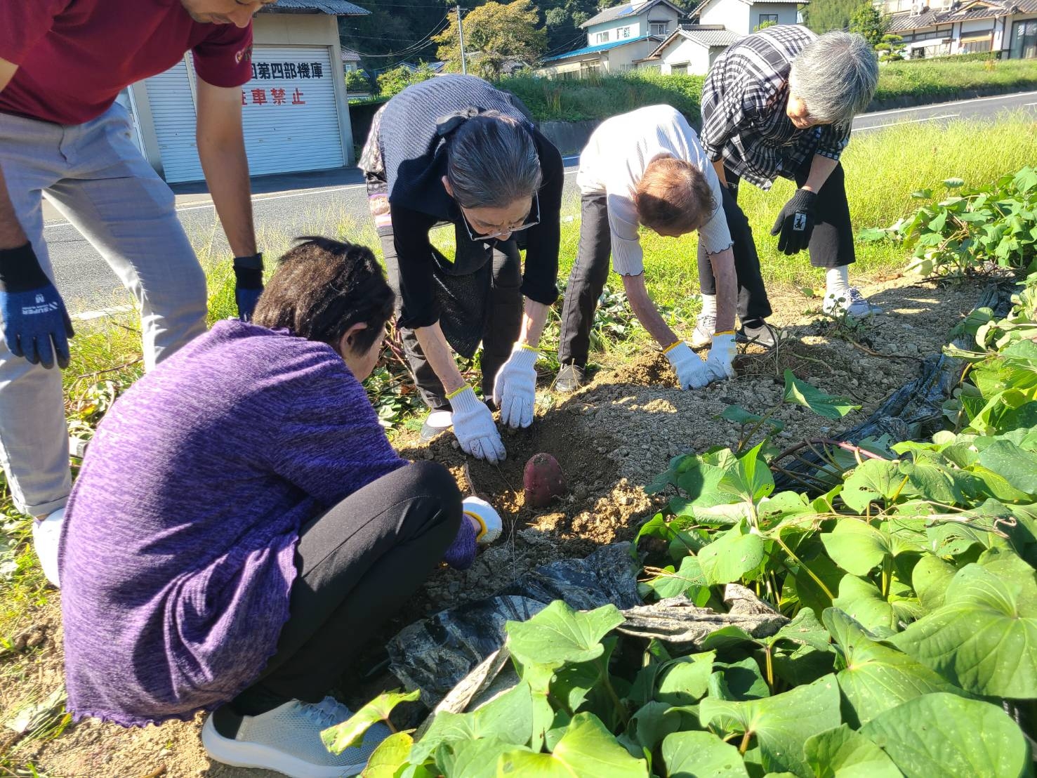 掘って焼いて味わって!さつまいも!!