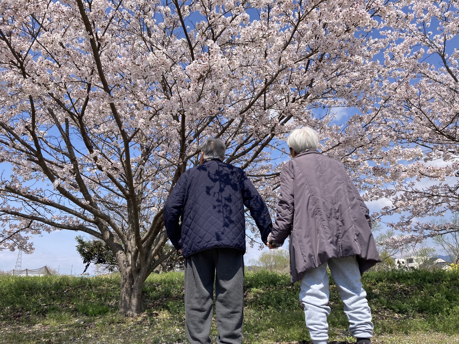 桜の花見♪