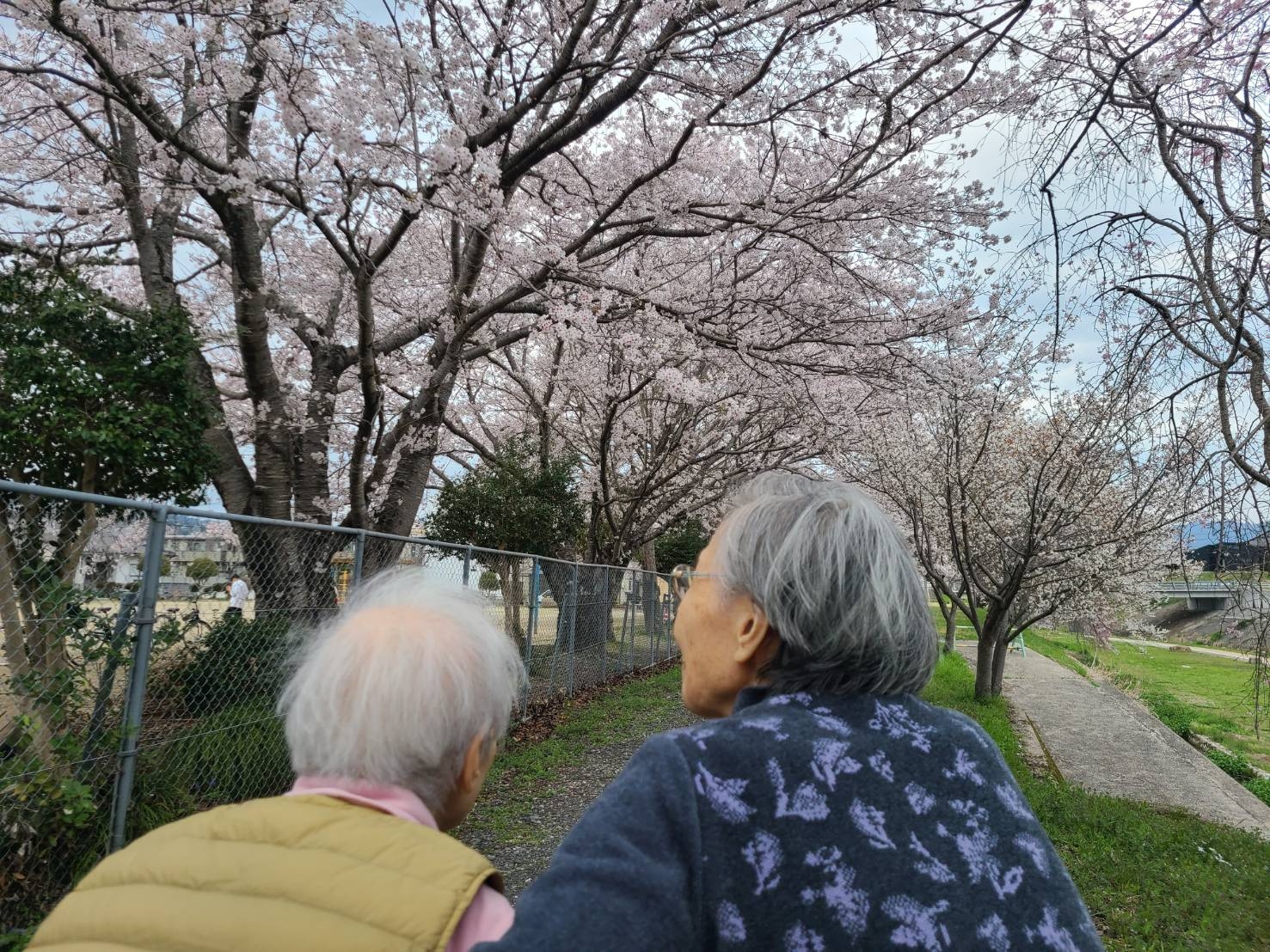 桜の花見♪