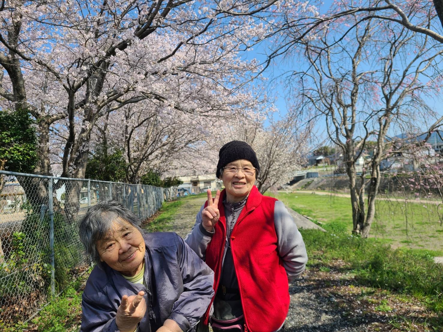 桜の花見♪