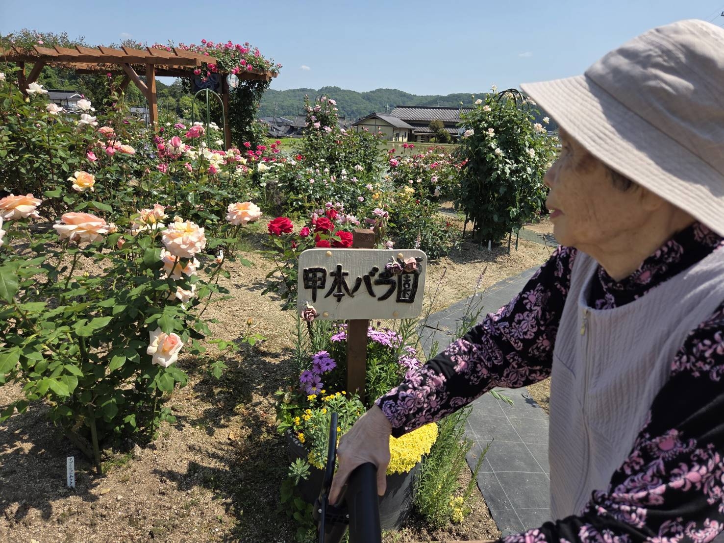 甲本バラ園様散策（東一宮事業所）